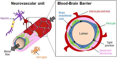 Three-Dimensional in vitro Models of Healthy and Tumor Brain Microvasculature for Drug and Toxicity Screening